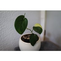 Eu Verkäufer - Scindapsus Jade Satin Variegated Variegata von BerlinRarePlants