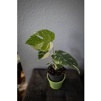 Eu Verkäufer - Monstera Thai Constellation Half Moon Free Heatpack von BerlinRarePlants