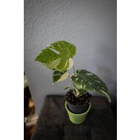 Eu Verkäufer - Monstera Thai Constellation Halbmond Free Heatpack von BerlinRarePlants