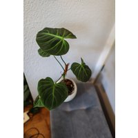 Eu Verkäufer - Philodendron El Choco Red Free Heatpack von BerlinRarePlants