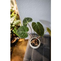 Eu Verkäufer - Philodendron El Choco Rot Free Heatpack Eu Verkäufer - Philodendron El Choco Rot Free Heatpack von BerlinRarePlants