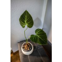 Eu Verkäufer - Philodendron El Choco Red Free Heatpack von BerlinRarePlants