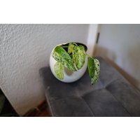 Philodendron Giganteum Variegata - Blizzard von BerlinRarePlants