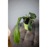 Eu Verkäufer - Philodendron Joepii Eu Verkäufer - Philodendron Joepii von BerlinRarePlants