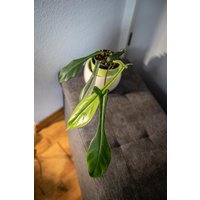 Eu Verkäufer - Philodendron Joepii Eu Verkäufer - Philodendron Joepii von BerlinRarePlants