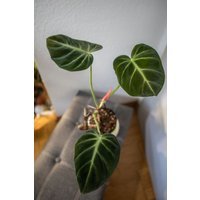 Eu Verkäufer - Philodendron Luxurians Free Heatpack von BerlinRarePlants