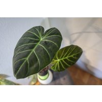 Eu Verkäufer - Philodendron Luxurians Free Heatpack von BerlinRarePlants