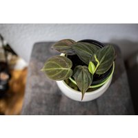 Eu Verkäufer - Philodendron Micans Scandens Eu Verkäufer - Philodendron Micans Scandens von BerlinRarePlants