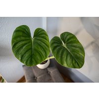 Eu Verkäufer - Philodendron Plowmanii Citrus Eu Verkäufer - Philodendron Plowmanii Citrus von BerlinRarePlants
