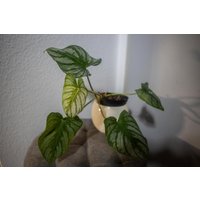 Eu Verkäufer - Philodendron Silver Cloud Gratis Heatpack Eu Verkäufer - Philodendron Silver Cloud Gratis Heatpack von BerlinRarePlants