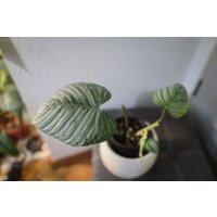Eu Verkäufer - Philodendron Sodiroi Eu Verkäufer - Philodendron Sodiroi von BerlinRarePlants