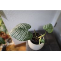 Eu Verkäufer - Philodendron Sodiroi Free Heatpack von BerlinRarePlants