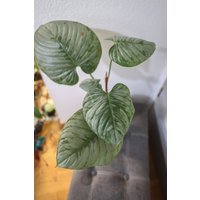 Eu Verkäufer - Philodendron Sodiroi Grosse Pflanze Free Heatpack von BerlinRarePlants