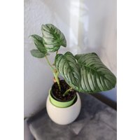 Philodendron Sodiroi - Ein Einzelstück Philodendron Sodiroi - Ein Einzelstück von BerlinRarePlants