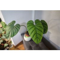 Eu Verkäufer - Philodendron Sp Kolumbien Kostenloses Heatpack von BerlinRarePlants