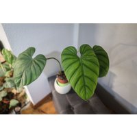 Eu Verkäufer - Philodendron Sp Kolumbien Eu Verkäufer - Philodendron Sp Kolumbien von BerlinRarePlants