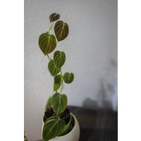 Eu Verkäufer - Philodendron Splendid | Philodendron Verrucosum X Melanochrysum Gratis Heatpack Eu Verkäufer - Philodendron Splendid | Philodendron Verrucosum X Melanochrysum Gratis Heatpack von BerlinRarePlants