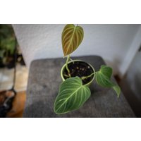 Eu Verkäufer - Philodendron Splendid | Verrucosum X Melanochrysum Eu Verkäufer - Philodendron Splendid | Verrucosum X Melanochrysum von BerlinRarePlants