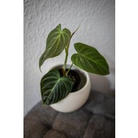 Eu Verkäufer - Philodendron Splendid | Verrucosum X Melanochrysum Eu Verkäufer - Philodendron Splendid | Verrucosum X Melanochrysum von BerlinRarePlants