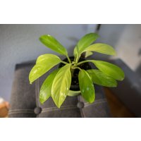 Eu Verkäufer - Philodendron Thai Sunrise Eu Verkäufer - Philodendron Thai Sunrise von BerlinRarePlants