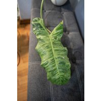 Eu Verkäufer - Philodendron Paraiso Verde Eu Verkäufer - Philodendron Paraiso Verde von BerlinRarePlants