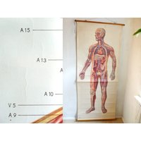 Vintage Anatomie Poster 1960Er Jahre Deutsches Museum Poster von Berlinattic