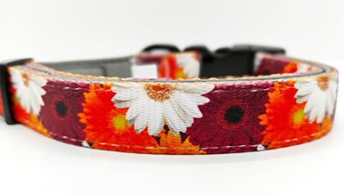 Hundehalsband Blumen floral bunt rot orange weiß Neopren gepolstert weich Halsband Hund Nylon Hundehalsband verstellbar 28-40 cm x 2 cm breit Hundehalsband Blumen floral bunt rot orange weiß Neopren gepolstert weich Halsband Hund Nylon Hundehalsband verstellbar 28-40 cm x 2 cm breit von Beroni