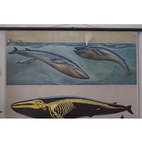 Vintage Blauwal Schulkarte Jung Koch Quentell Original Lehrtafel von Berthavintagecharts