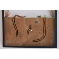 Vintage Earthworm Vom Ei Zum Wurm Lumbricidae Lernmodell Evolution von Berthavintagecharts