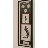 Vintage Eidechse Aus Ei Auch Lernmodell Evolution von Berthavintagecharts