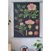 Vintage Hund Rose Heckenrose Schultafel Jung Koch Quentell Original Lehrtafel von Berthavintagecharts