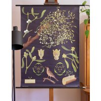 Vintage Mistletoe - Viscum Album Schulkarte Jung Koch Quentell Original Lehrtafel von Berthavintagecharts