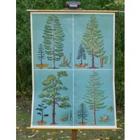 Vintage Nadelbäume Schultafel Tellus Verlag Original Lehrtafel von Berthavintagecharts