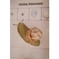 Vintage Schnecke Aus Ei Auch Helix Pomatia Lernmodell Evolution von Berthavintagecharts