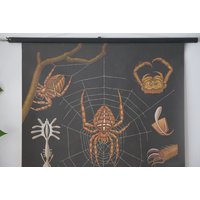 Vintage Spider Schulkarte Jung Koch Quentell Original Lehrtafel von Berthavintagecharts