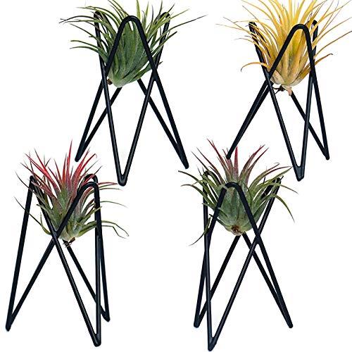 4 Stück Luftpflanzenhalter Tillandsia Base, Modern Geometrische Metall Air Plant Stand Airplant Display Rack Tischplatte Big Streptophylla Pflanze Display Tisch Hand für Home Office Dekoration von Besimple