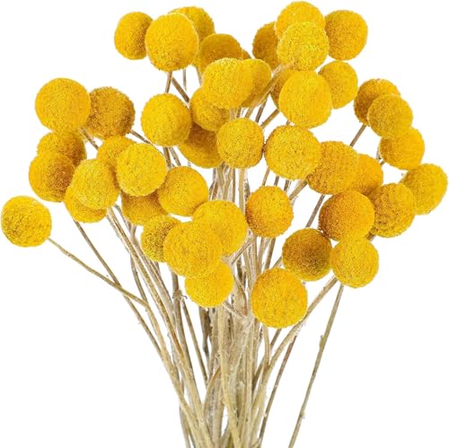 Trockenblumen Set - Craspedia Gelb 30 Stiele - Trockenblumenstrauß - Stilvolle und natürliche Trockenblumen Deko - Tisch Deko - Trockenblumen Hochzeit Trockenblumen Set - Craspedia Gelb 30 Stiele - Trockenblumenstrauß - Stilvolle und natürliche Trockenblumen Deko - Tisch Deko - Trockenblumen Hochzeit von Best ZOIKOM