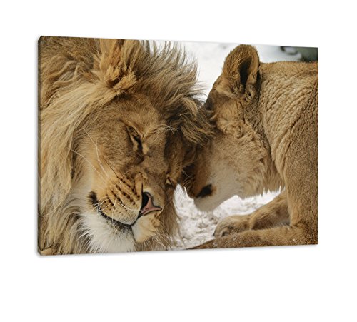 Bezauberndes kuschelndes Löwenpaar in Afrika in Farbe, Kunstdruckf Wandbild mit Rahmen, kein Poster oder Plakat (100x70cm) Afrika wilde Tiere von Tokiso