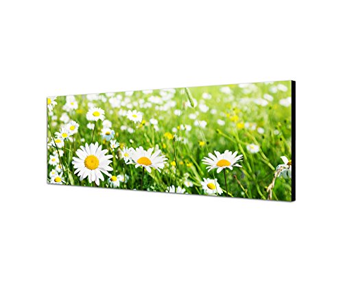 Wandbild auf Leinwand als Panorama in 120x40cm Wiese Gänseblümchen Frühling Sonnenlicht von Best for Home