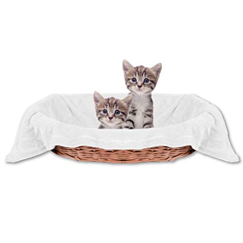 Bestlivings Haustierdecke Katzendecke Kuscheldecke Tierdecke, angenehm und super weich in vielen erhältlich (70x100 cm/weiß - Creme) von Bestlivings