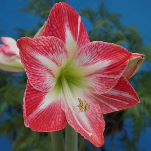 Amaryllis Zwiebel Amaryllis Zwiebeln Amaryllis Zwiebel Gewachst Amaryllis Zwiebel Wachs Amaryllis Zwiebel Im Glas Amaryllis Zwiebel,Blumenzwiebeln MehrjäHrig Winterhart-4 zwiebel-C von BetervJFDT