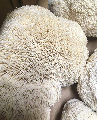 100 Löwenmähne Pilz-Pilze zum Züchten von Gourmet- und Heilpilzen zu Hause oder kommerziell – Verwendung zum Wachsen auf Stroh oder Sägemehlblöcken – G1 oder G2 Spawn von BetterFungi