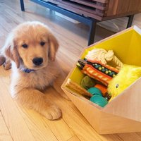 Hündchen Spielzeug Kiste Großer Welpen Spielzeugkiste Für Hunde Holzkiste Holzspielzeug von BettyWoof