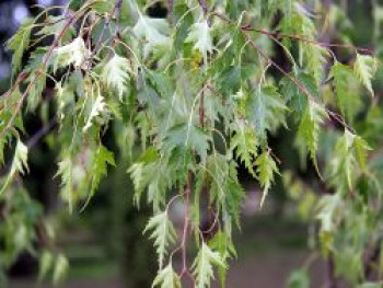 Schlitzblättrige Birke / Ornäs-Birke, 80-100 cm, Betula pendula 'Dalecarlica', Containerware von Betula pendula 'Dalecarlica'