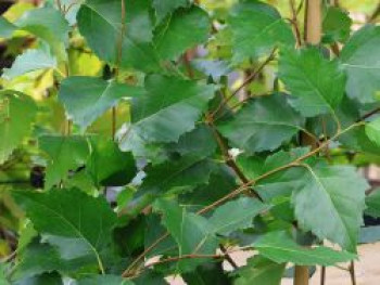 Säulenbirke 'Fastigiata', 100-125 cm, Betula pendula 'Fastigiata', Containerware von Betula pendula 'Fastigiata'