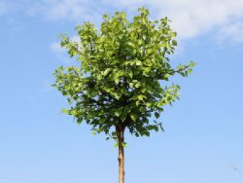 Lollypop Birke 'Magical Globe' ®, Stamm 60 cm, Betula pendula 'Magical Globe' ®, Stämmchen von Betula pendula 'Magical Globe' ®