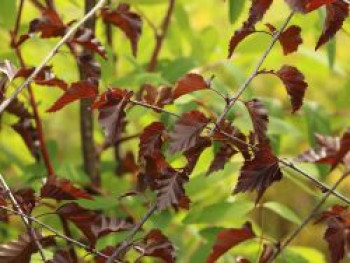 Hängebirke / Sandbirke / Weißbirke 'Royal Frost', 100-125 cm, Betula pendula 'Royal Frost', Containerware von Betula pendula 'Royal Frost'