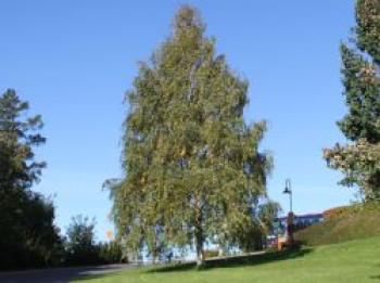 Hängebirke / Sandbirke / Weißbirke, 100-125 cm, Betula pendula, Containerware von Betula pendula
