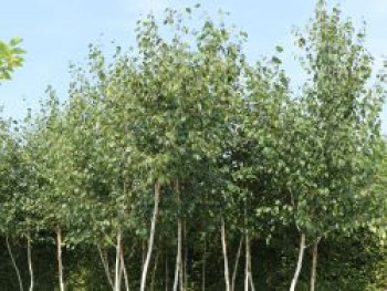 Moor Birke / Sumpfbirke, 125-150 cm, Betula pubescens, Containerware von Betula pubescens