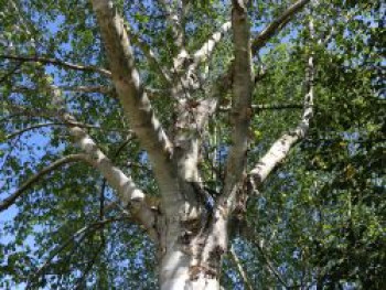 Weißrindige Himalaja-Birke 'Doorenbos', 60-80 cm, Betula utilis 'Doorenbos', Containerware von Betula utilis 'Doorenbos'